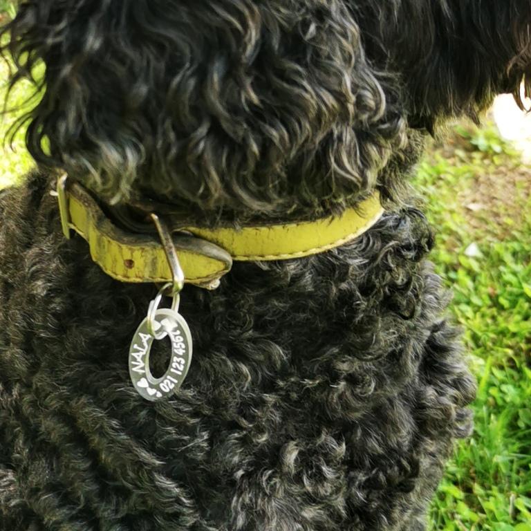 Oval BadDog (or cat) Tag