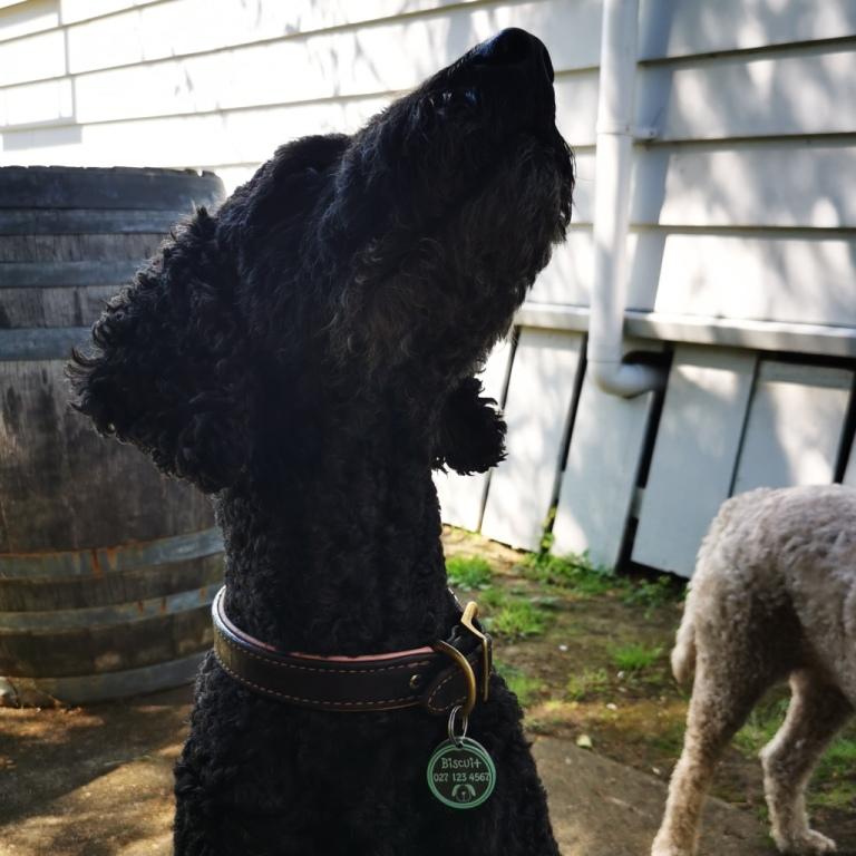 Round BadDog Tag